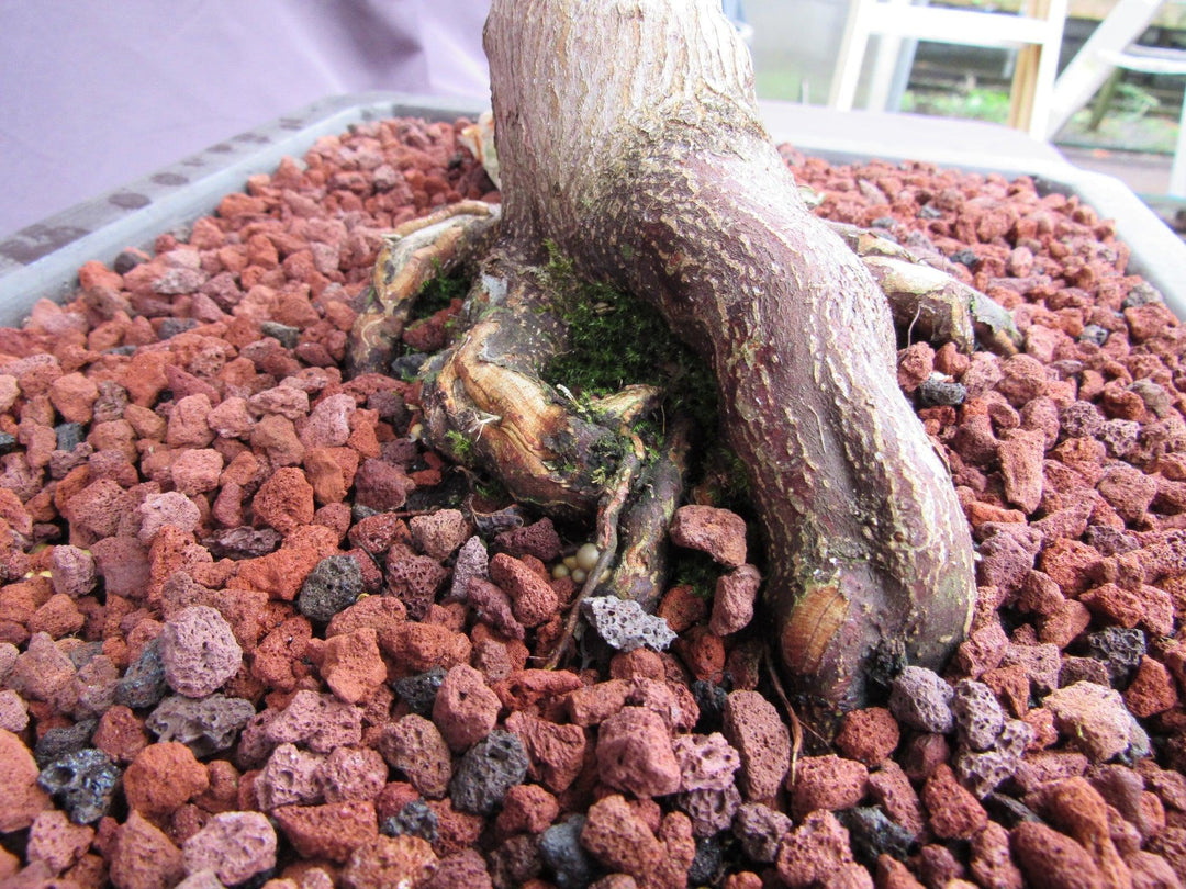 44 Year Old Shindeshojo Japanese Maple Specimen Bonsai Tree Roots Back