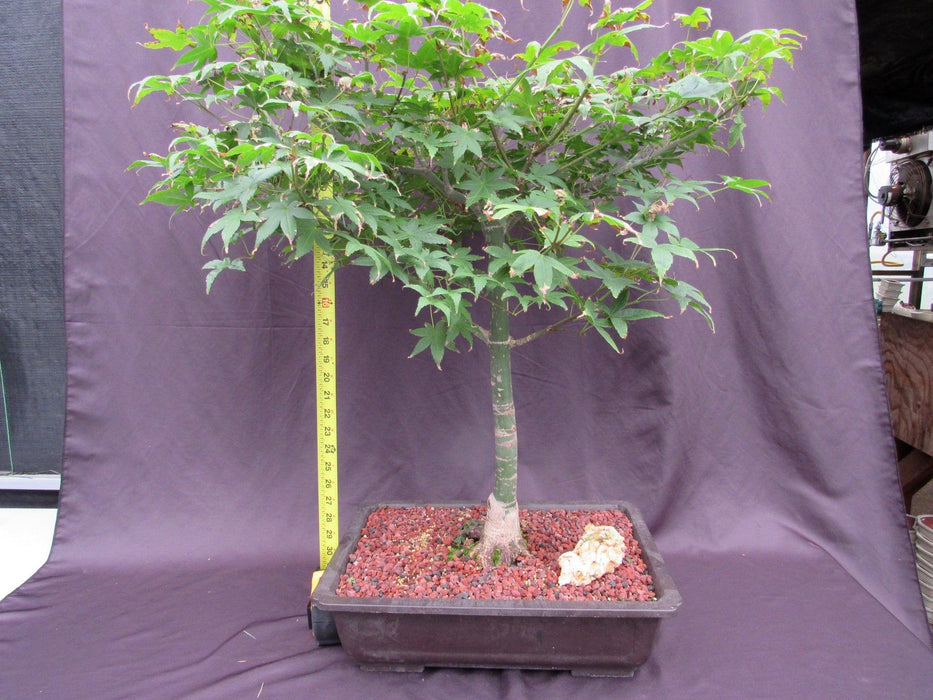 44 Year Old Shindeshojo Japanese Maple Specimen Bonsai Tree Height