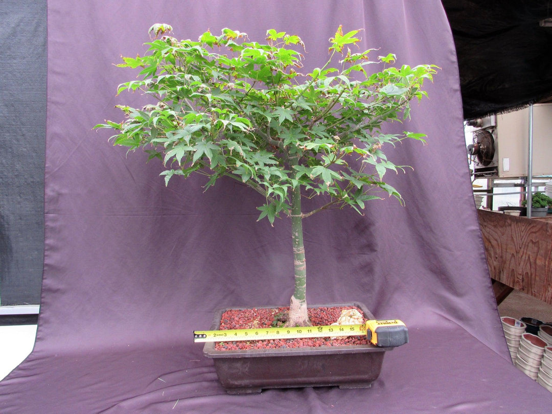 44 Year Old Shindeshojo Japanese Maple Specimen Bonsai Tree Size