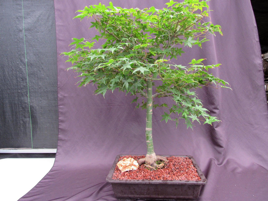 44 Year Old Shindeshojo Japanese Maple Specimen Bonsai Tree Back