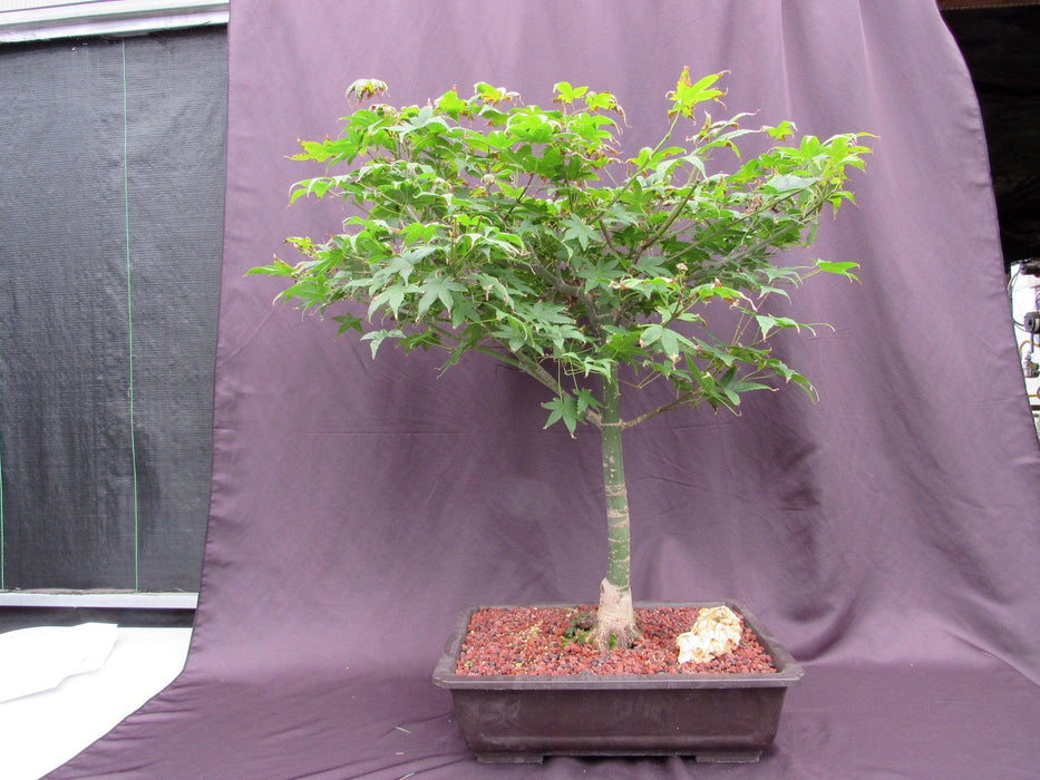 44 Year Old Shindeshojo Japanese Maple Specimen Bonsai Tree Profile