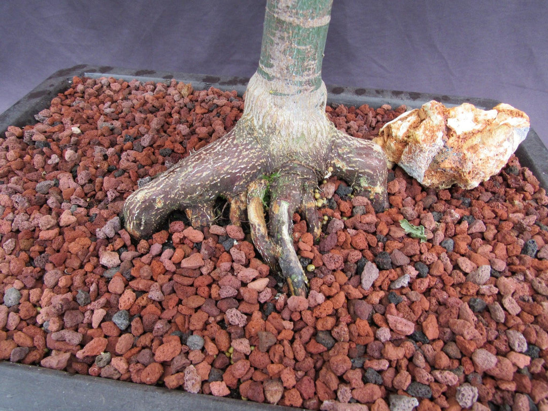 44 Year Old Shindeshojo Japanese Maple Specimen Bonsai Tree Roots