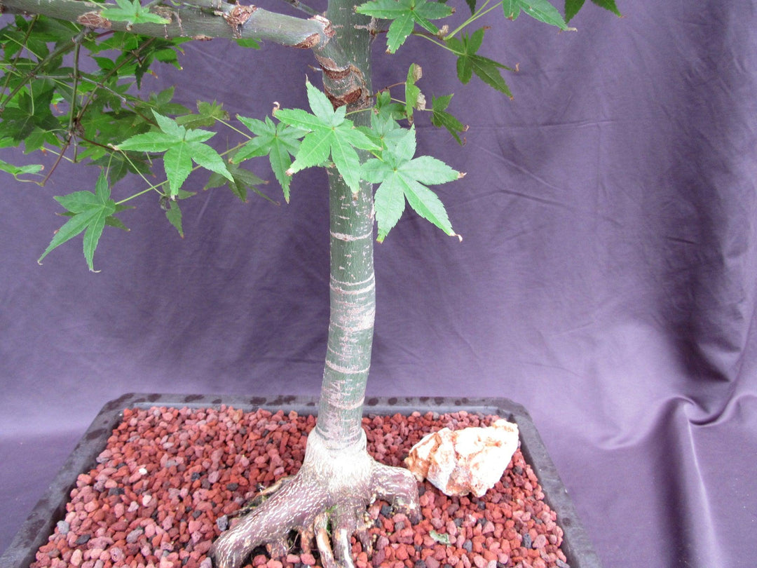 44 Year Old Shindeshojo Japanese Maple Specimen Bonsai Tree Trunk