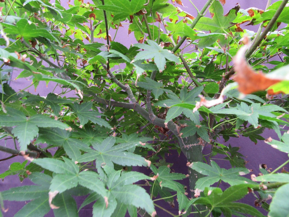 44 Year Old Shindeshojo Japanese Maple Specimen Bonsai Tree Foliage