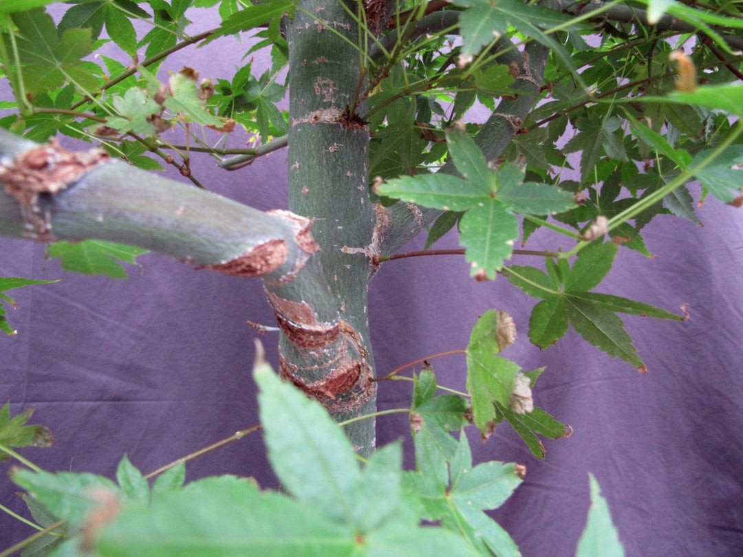 44 Year Old Shindeshojo Japanese Maple Specimen Bonsai Tree Branches