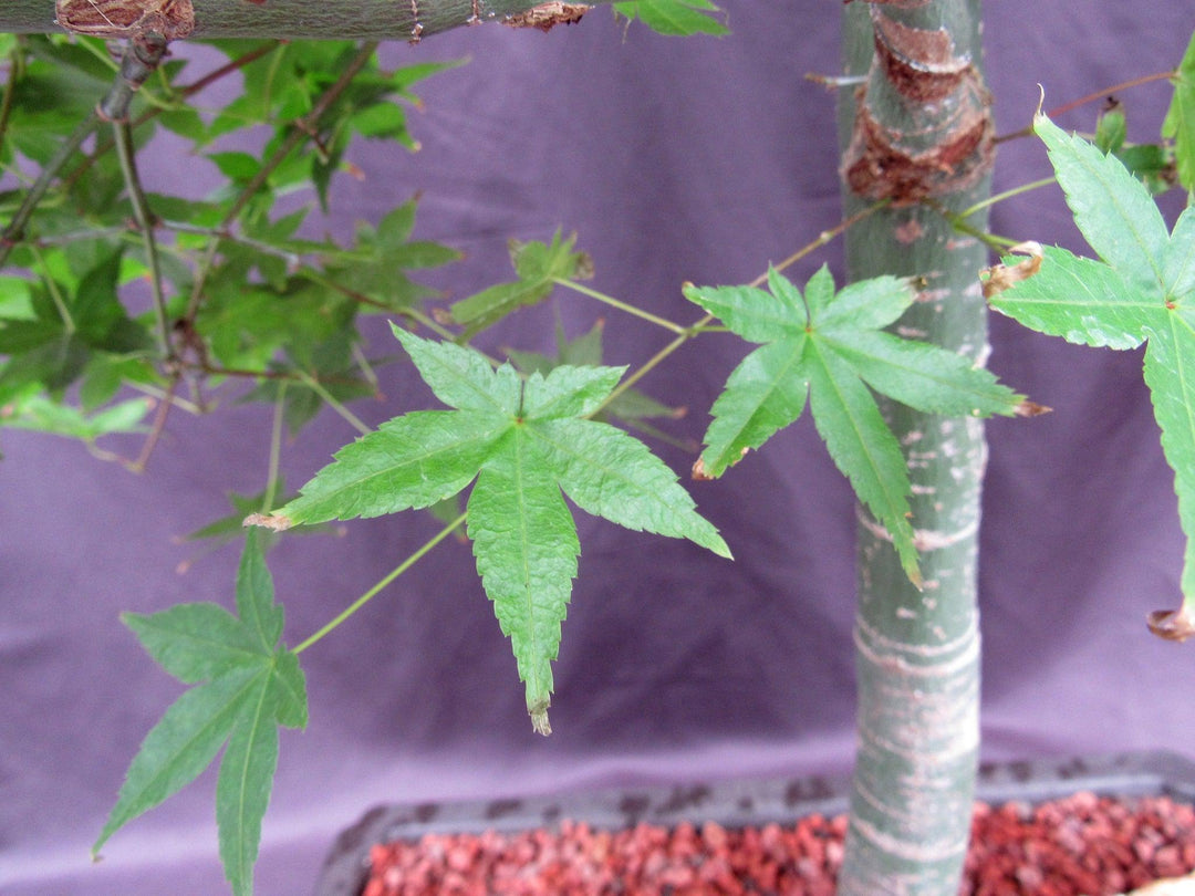 44 Year Old Shindeshojo Japanese Maple Specimen Bonsai Tree Summer Leaf