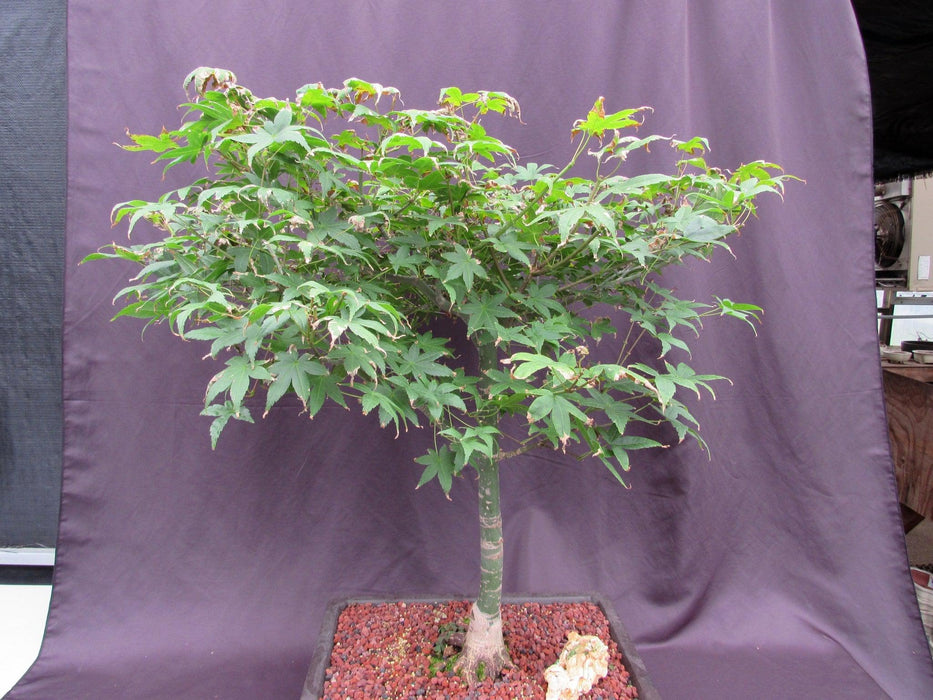 44 Year Old Shindeshojo Japanese Maple Specimen Bonsai Tree Summer Foliage Burn