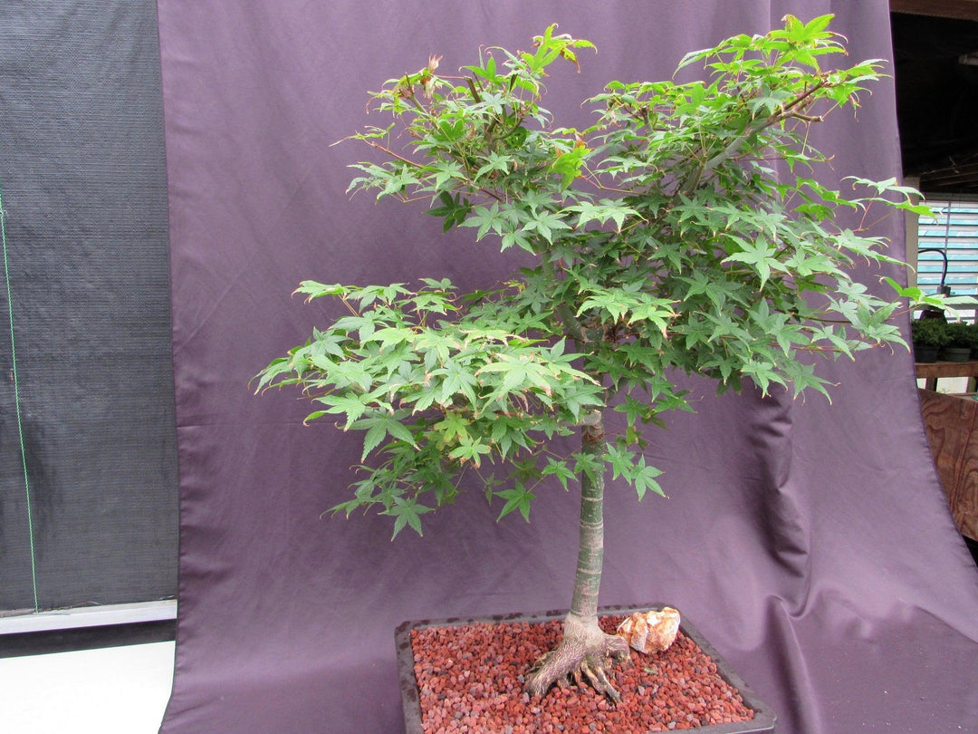 44 Year Old Shindeshojo Japanese Maple Specimen Bonsai Tree Side