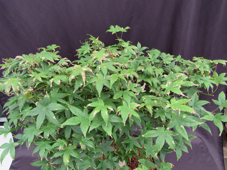 44 Year Old Shindeshojo Japanese Maple Specimen Bonsai Tree Birds Eye