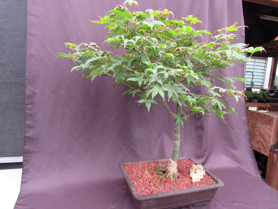 44 Year Old Shindeshojo Japanese Maple Specimen Bonsai Tree Soft Side