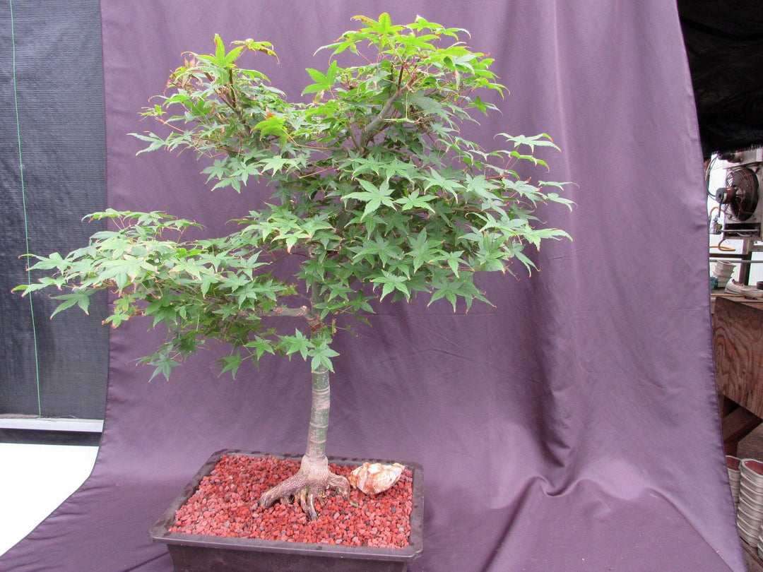 44 Year Old Shindeshojo Japanese Maple Specimen Bonsai Tree Soft Side