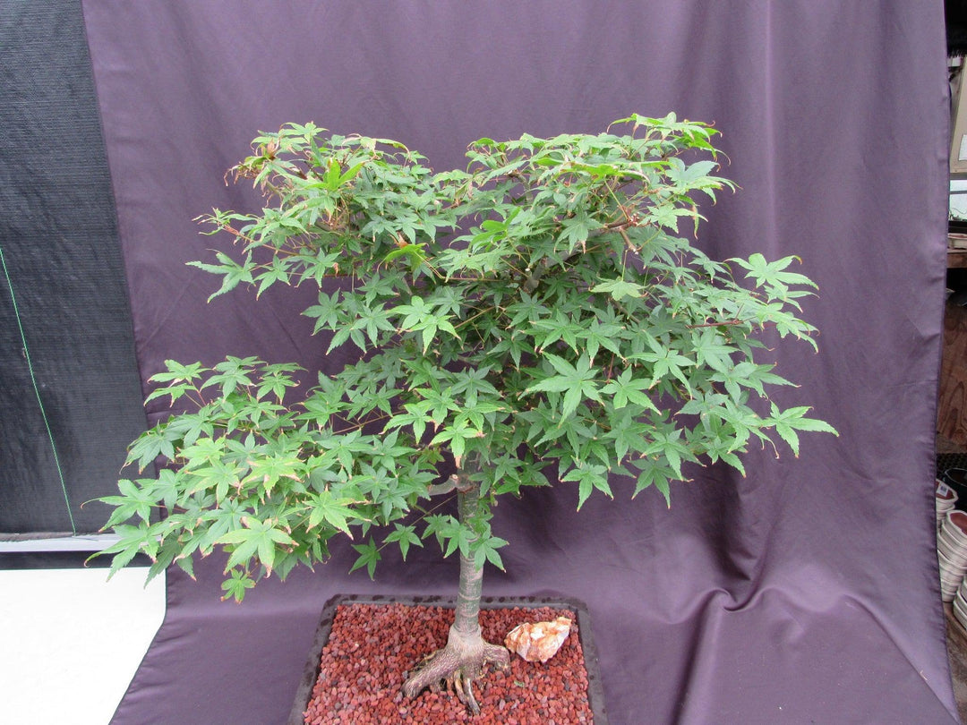 44 Year Old Shindeshojo Japanese Maple Specimen Bonsai Tree Canopy