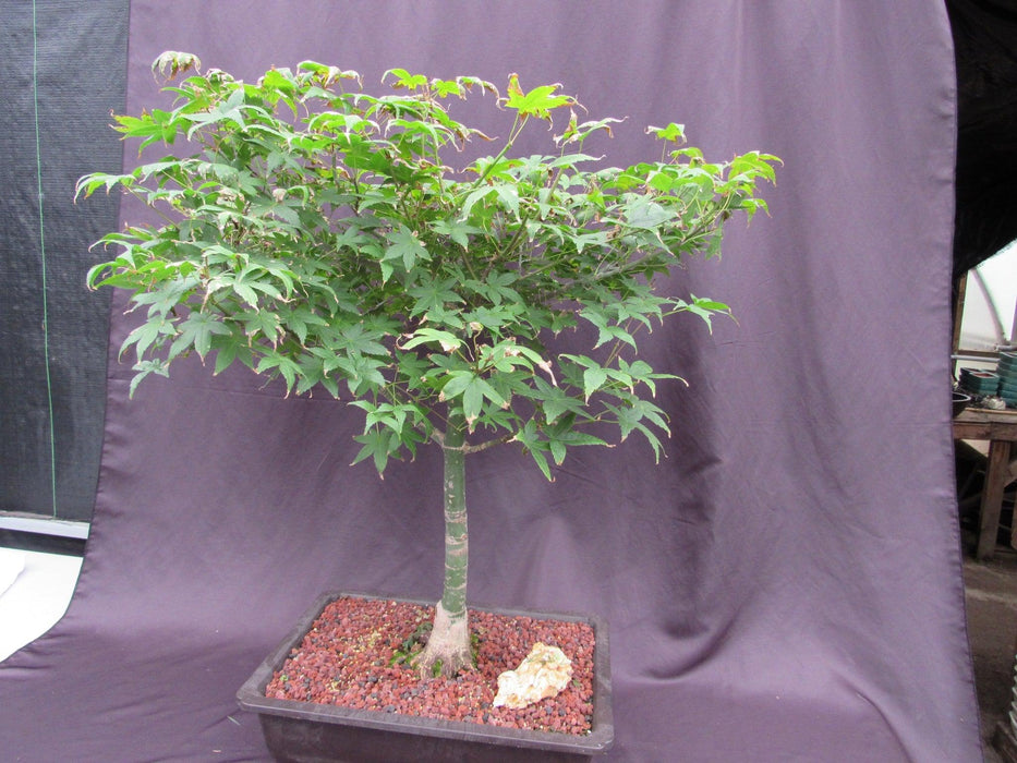 44 Year Old Shindeshojo Japanese Maple Specimen Bonsai Tree Side