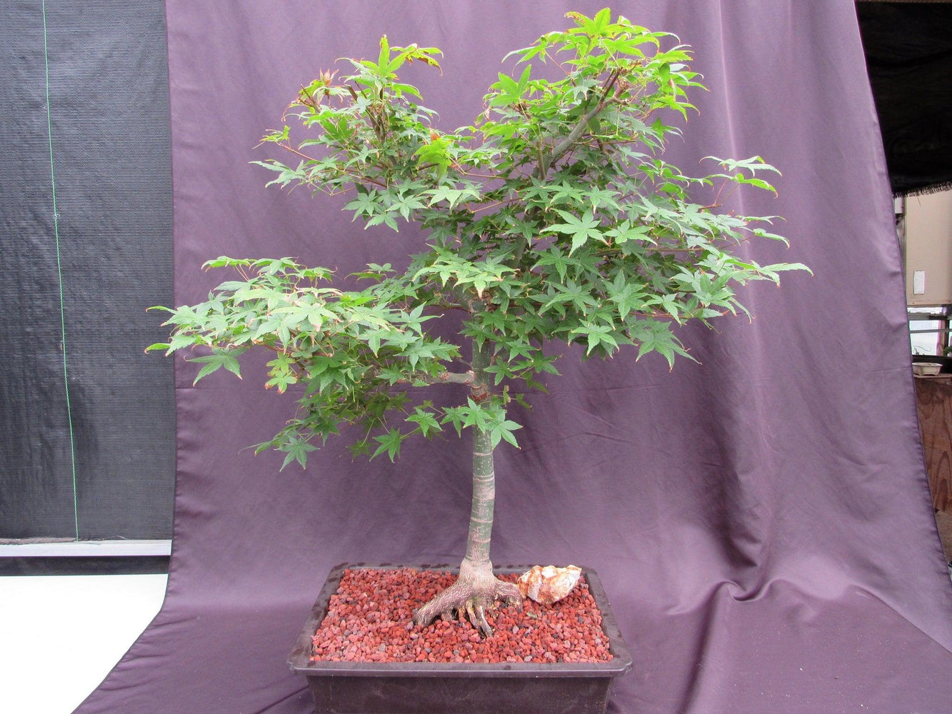 44 Year Old Shindeshojo Japanese Maple Specimen Bonsai Tree