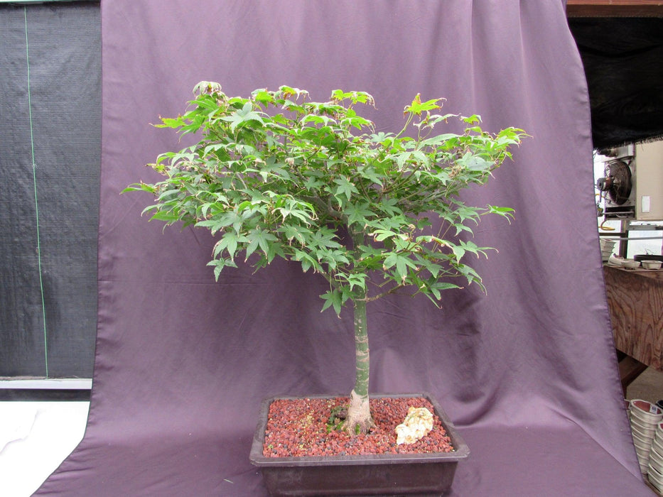 44 Year Old Shindeshojo Japanese Maple Specimen Bonsai Tree