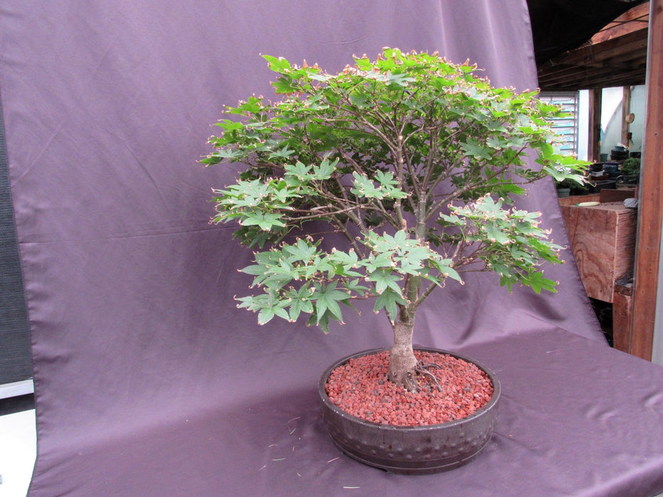 45 Year Old Rhode Island Red Japanese Maple Bonsai Tree Strong side