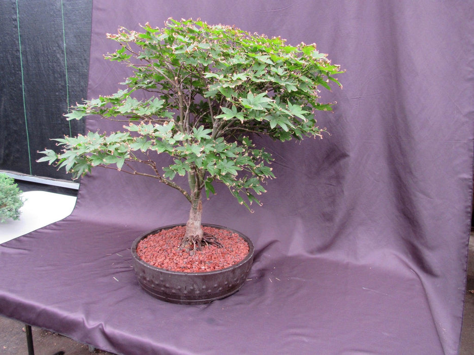 45 Year Old Rhode Island Red Japanese Maple Bonsai Tree Soft Side