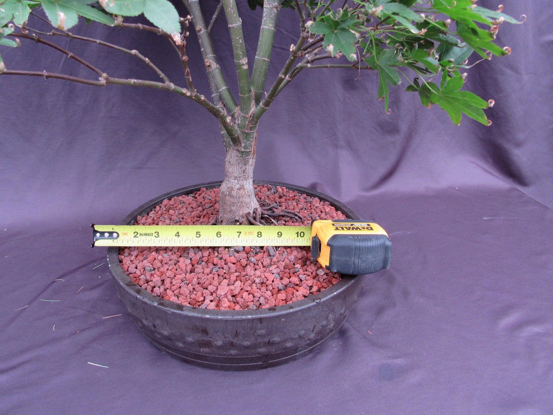 45 Year Old Rhode Island Red Japanese Maple Bonsai Tree Size