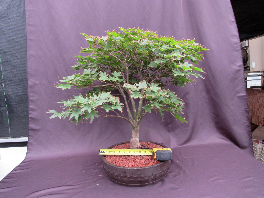 45 Year Old Rhode Island Red Japanese Maple Bonsai Tree Width