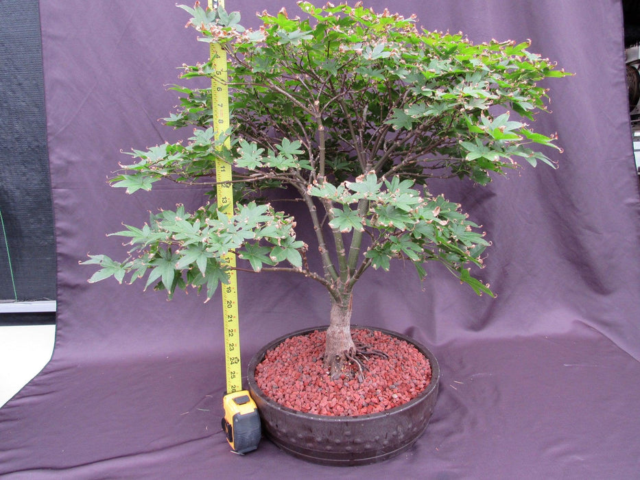 45 Year Old Rhode Island Red Japanese Maple Bonsai Tree Height