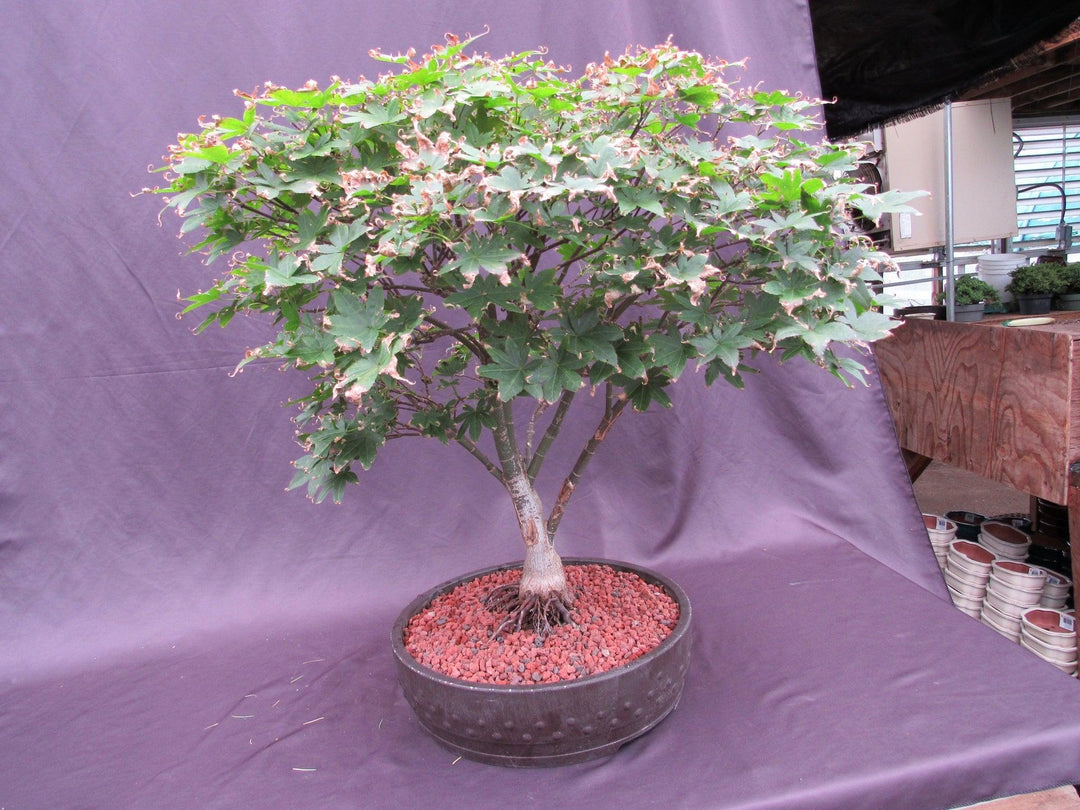 45 Year Old Rhode Island Red Japanese Maple Bonsai Tree Back