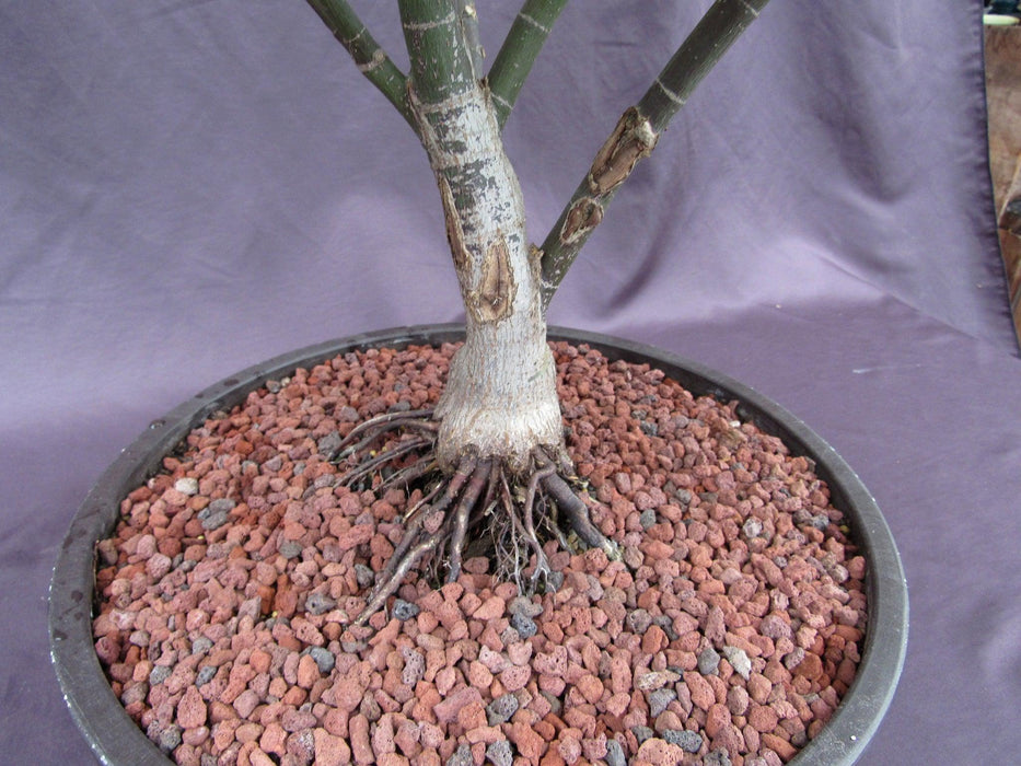 45 Year Old Rhode Island Red Japanese Maple Bonsai Tree Roots