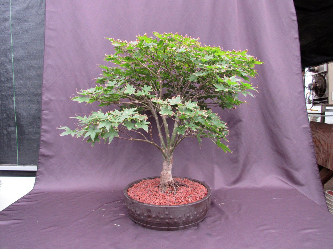 45 Year Old Rhode Island Red Japanese Maple Bonsai Tree Profile