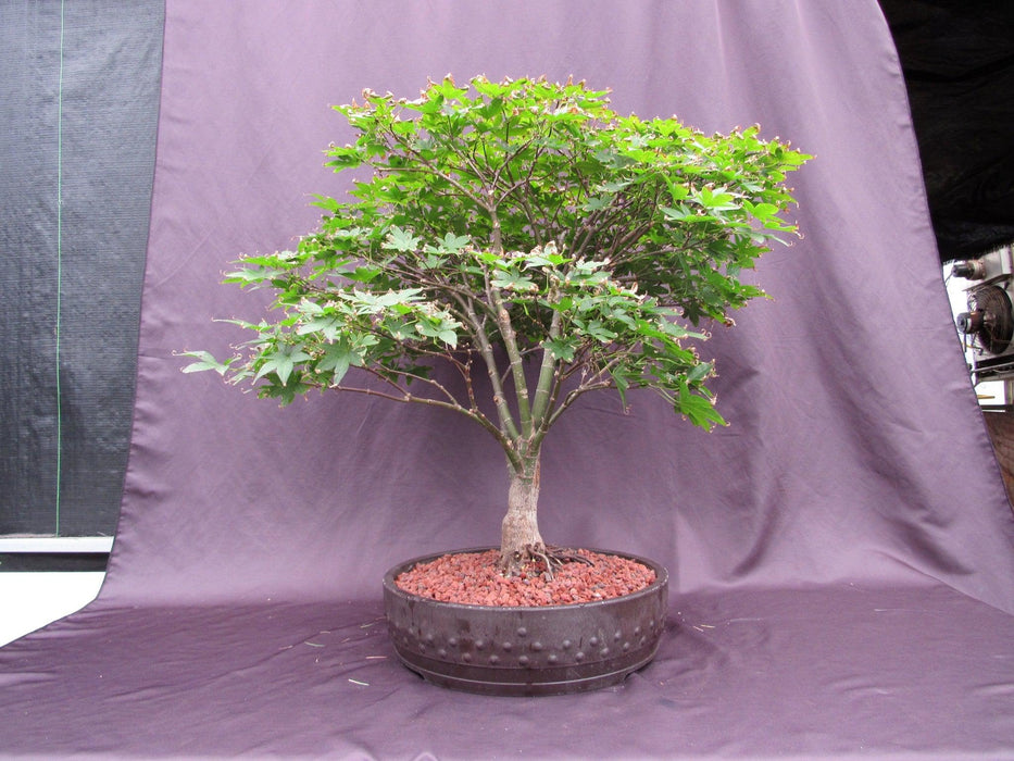 45 Year Old Rhode Island Red Japanese Maple Bonsai Tree Front