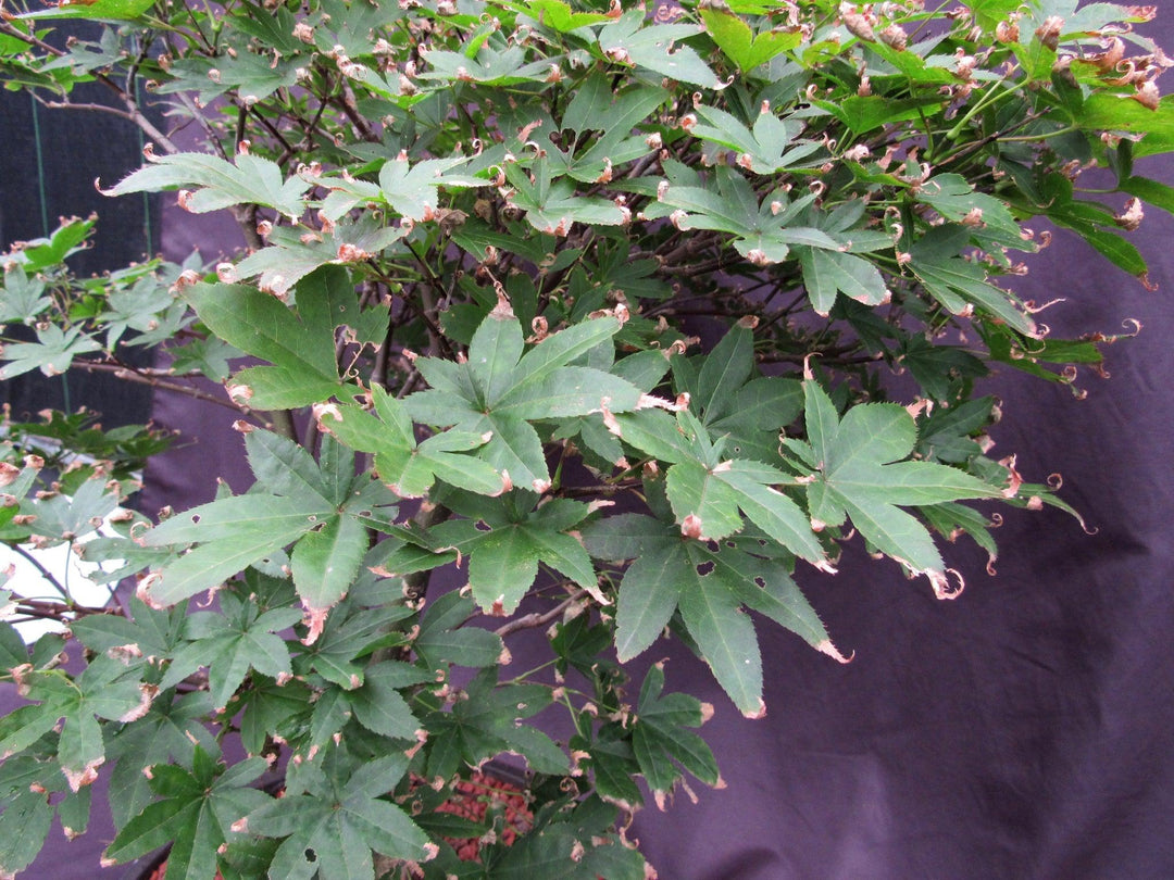 45 Year Old Rhode Island Red Japanese Maple Bonsai Tree Foliage