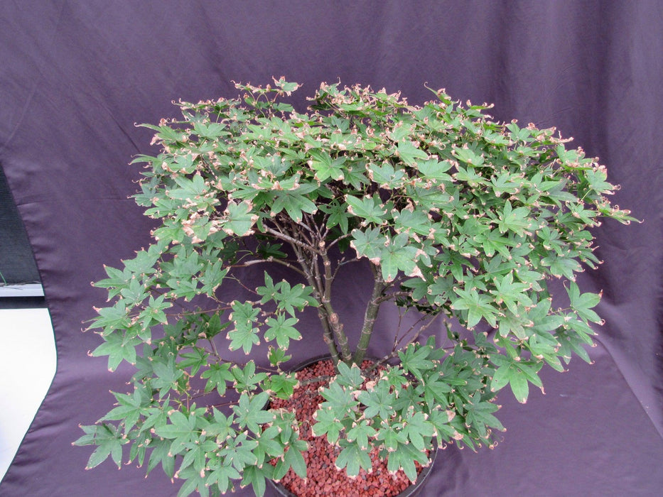45 Year Old Rhode Island Red Japanese Maple Bonsai Tree Canopy
