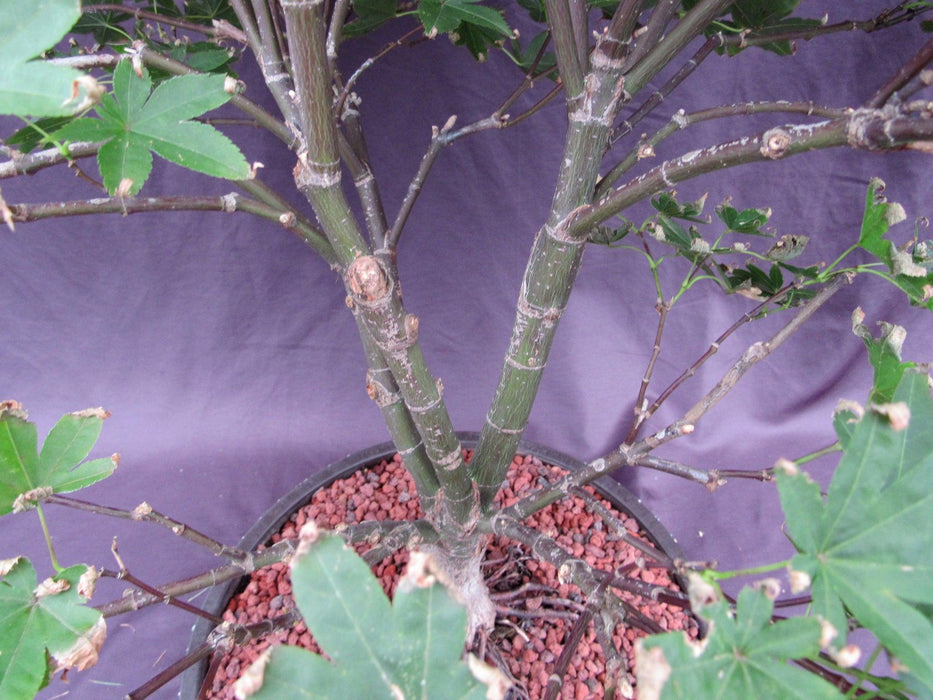 45 Year Old Rhode Island Red Japanese Maple Bonsai Tree Branch Structure