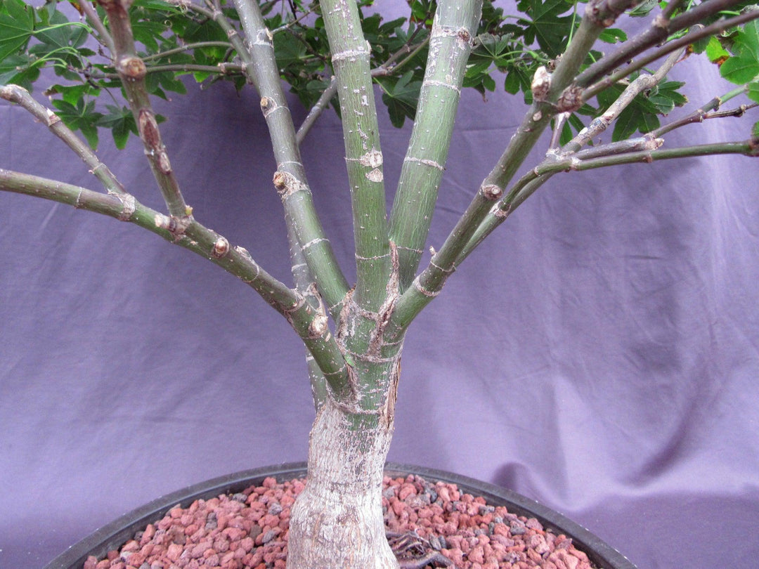 45 Year Old Rhode Island Red Japanese Maple Bonsai Tree Trunk