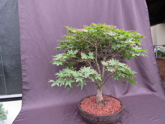 silver maple bonsai tree 45 Year Old Rhode Island Red Japanese Maple Bonsai Tree