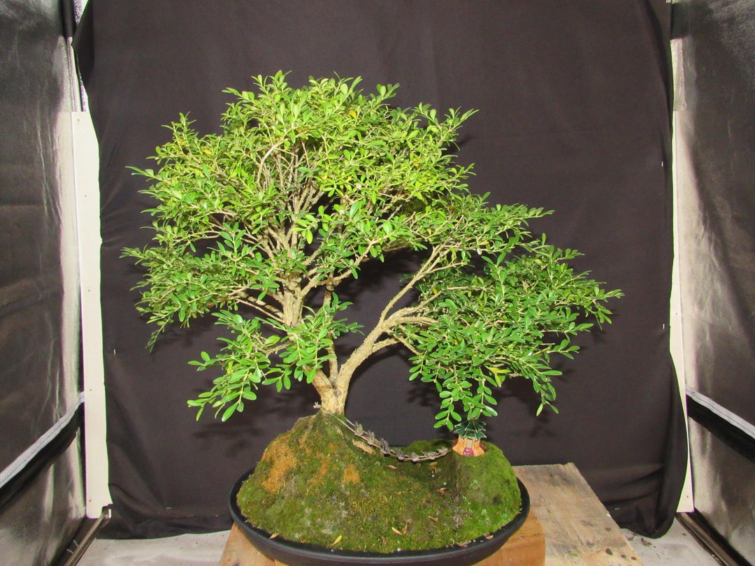 48 Year Old Dwarf English Boxwood Bridge Scene Specimen Bonsai Tree - Back