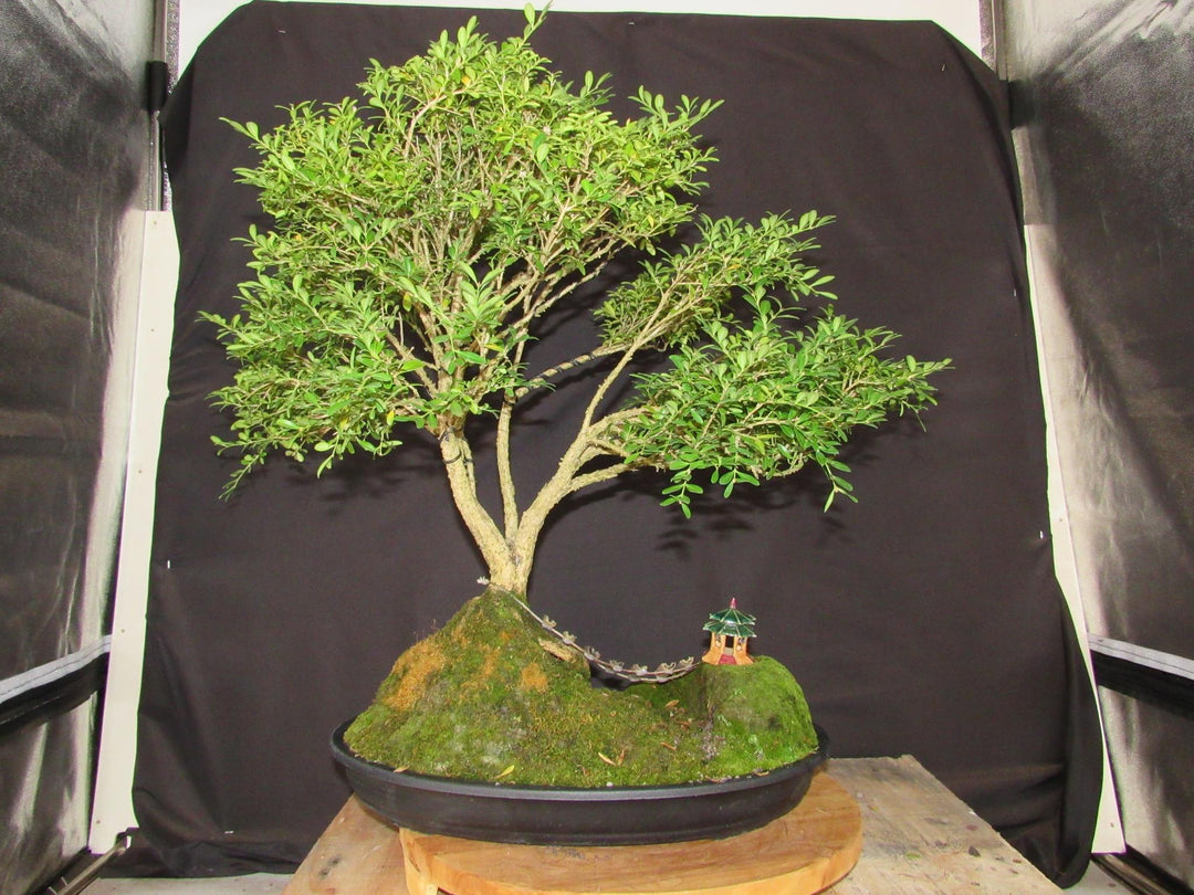 48 Year Old Dwarf English Boxwood Bridge Scene Specimen Bonsai Tree - Bac kProfile