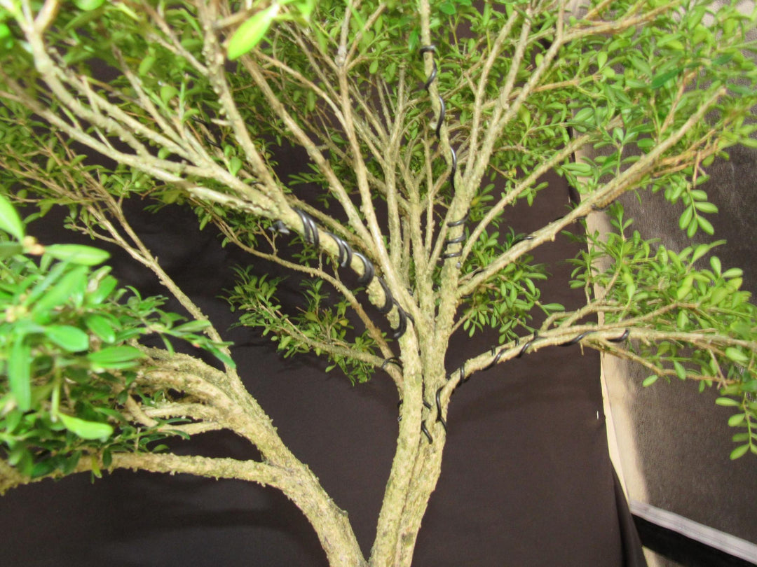 48 Year Old Dwarf English Boxwood Bridge Scene Specimen Bonsai Tree - Branches