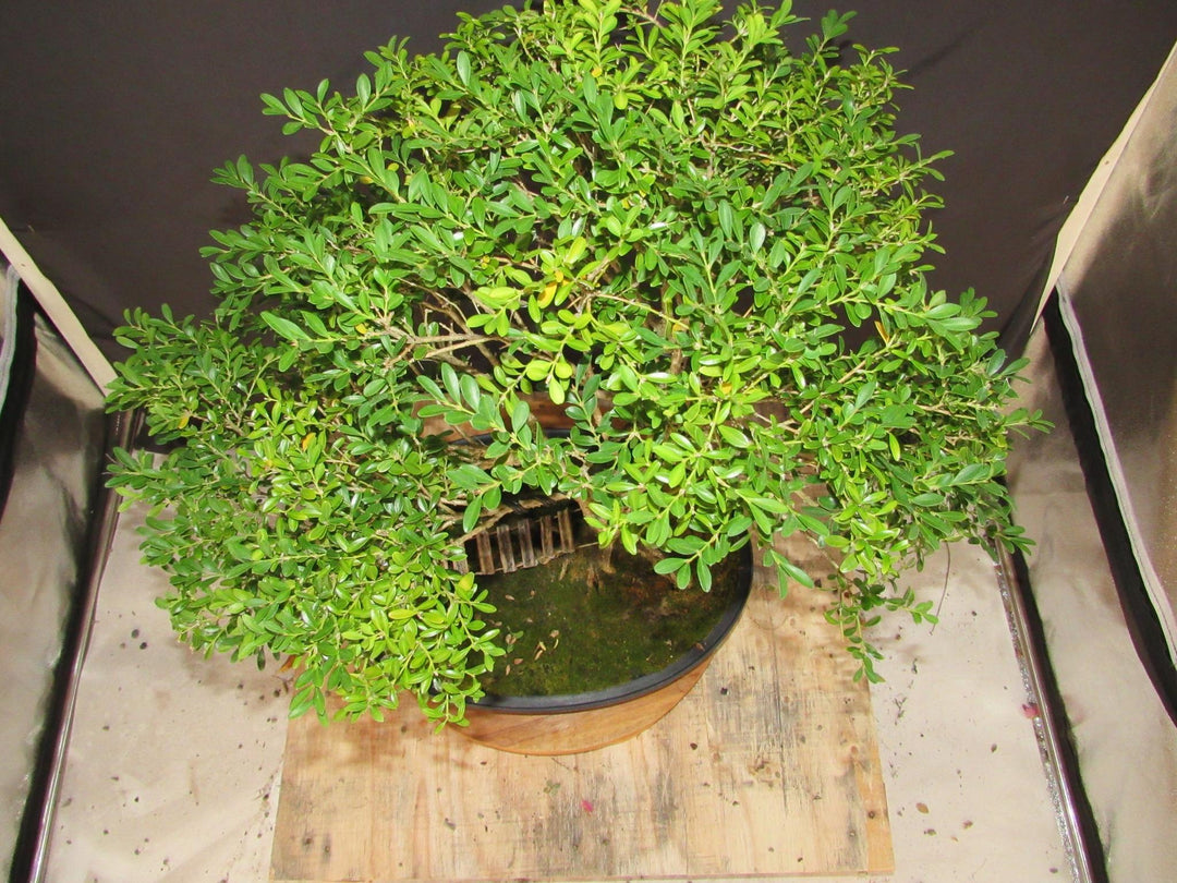 48 Year Old Dwarf English Boxwood Bridge Scene Specimen Bonsai Tree - Canopy