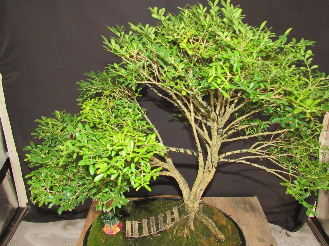 48 Year Old Dwarf English Boxwood Bridge Scene Specimen Bonsai Tree - Foliage