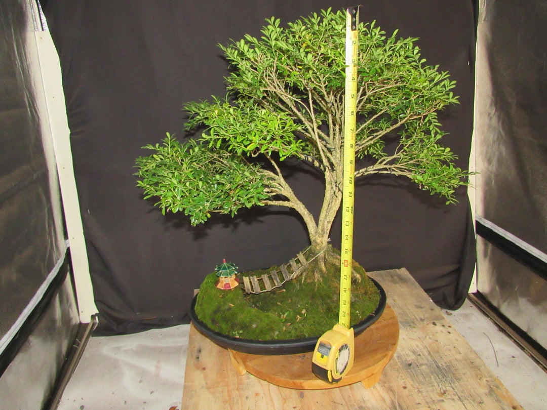 48 Year Old Dwarf English Boxwood Bridge Scene Specimen Bonsai Tree - Height