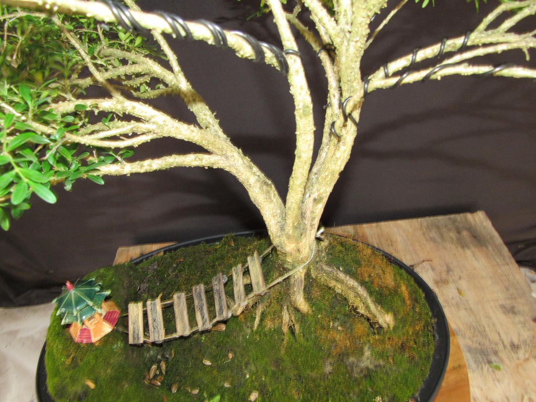 48 Year Old Dwarf English Boxwood Bridge Scene Specimen Bonsai Tree - Hut View