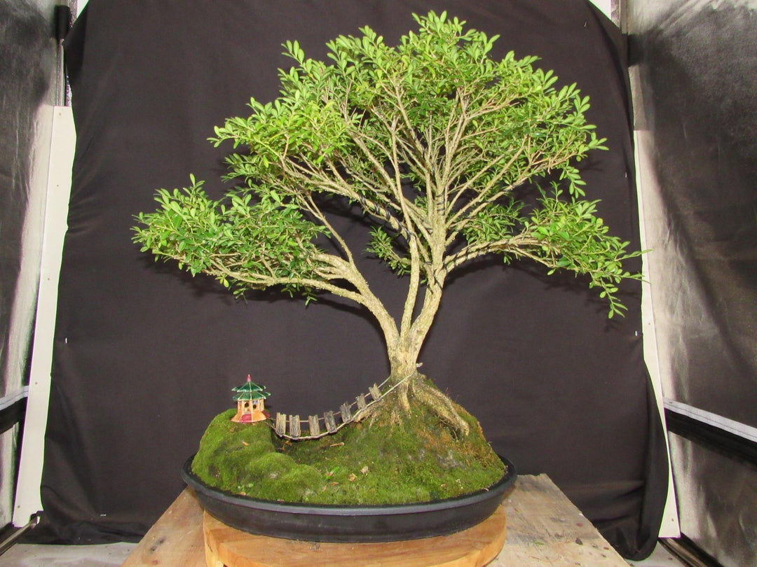 48 Year Old Dwarf English Boxwood Bridge Scene Specimen Bonsai Tree - Profile