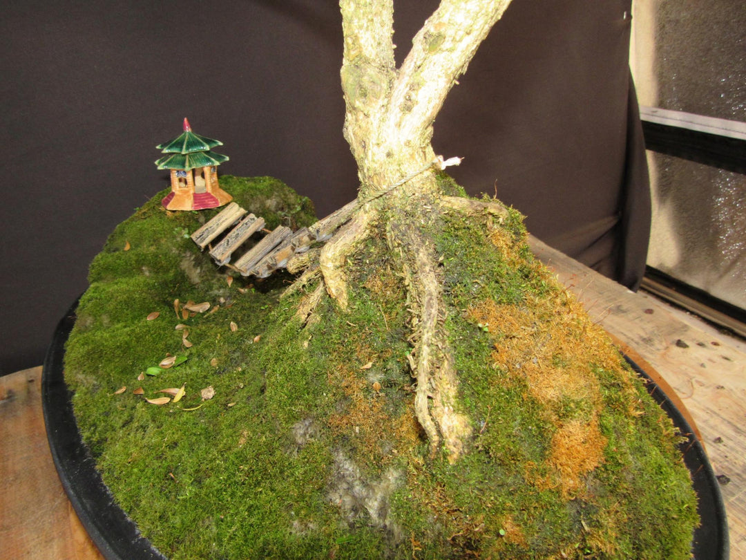 48 Year Old Dwarf English Boxwood Bridge Scene Specimen Bonsai Tree - Roots
