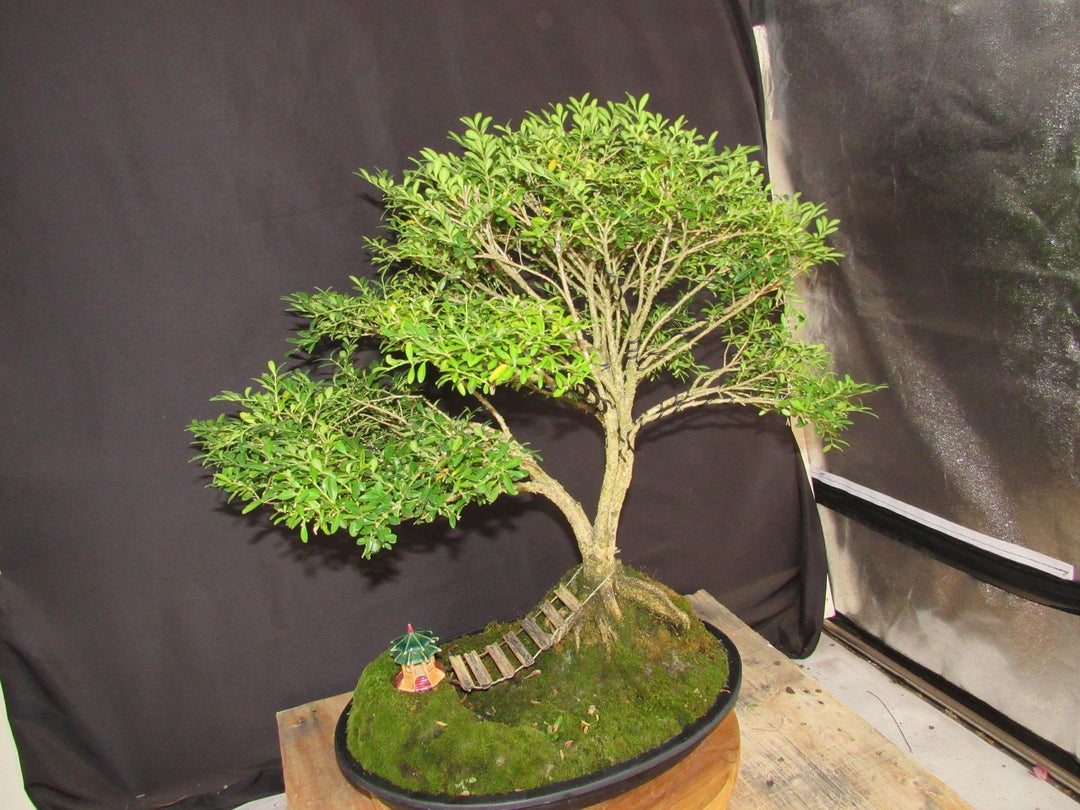 48 Year Old Dwarf English Boxwood Bridge Scene Specimen Bonsai Tree - Side