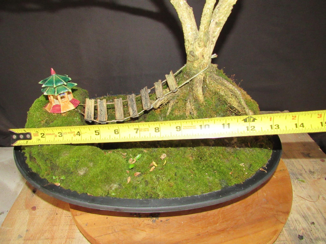 48 Year Old Dwarf English Boxwood Bridge Scene Specimen Bonsai Tree - Size