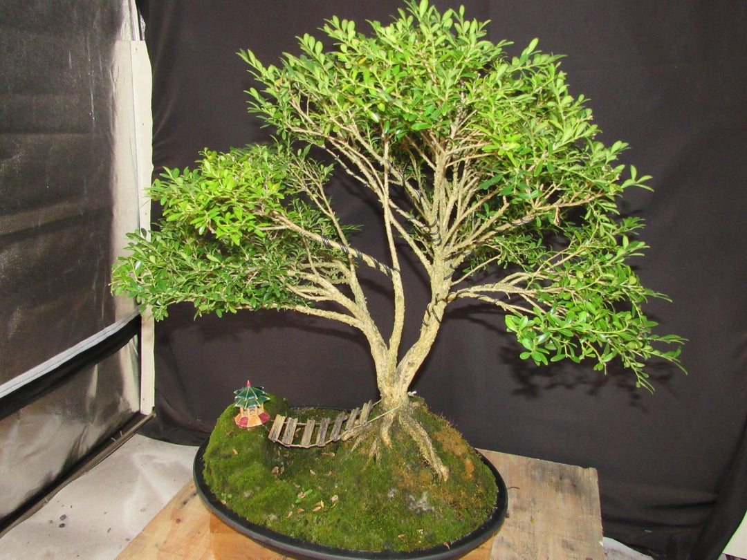 48 Year Old Dwarf English Boxwood Bridge Scene Specimen Bonsai Tree - Softer Side