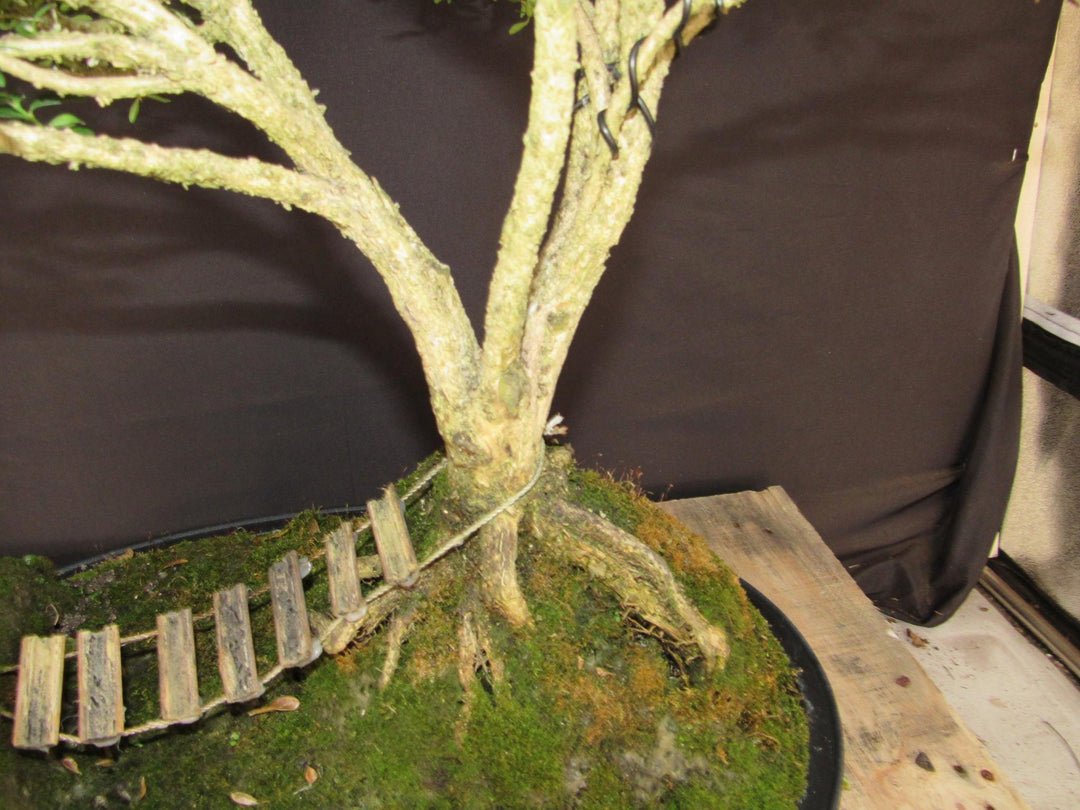 48 Year Old Dwarf English Boxwood Bridge Scene Specimen Bonsai Tree - Trunk
