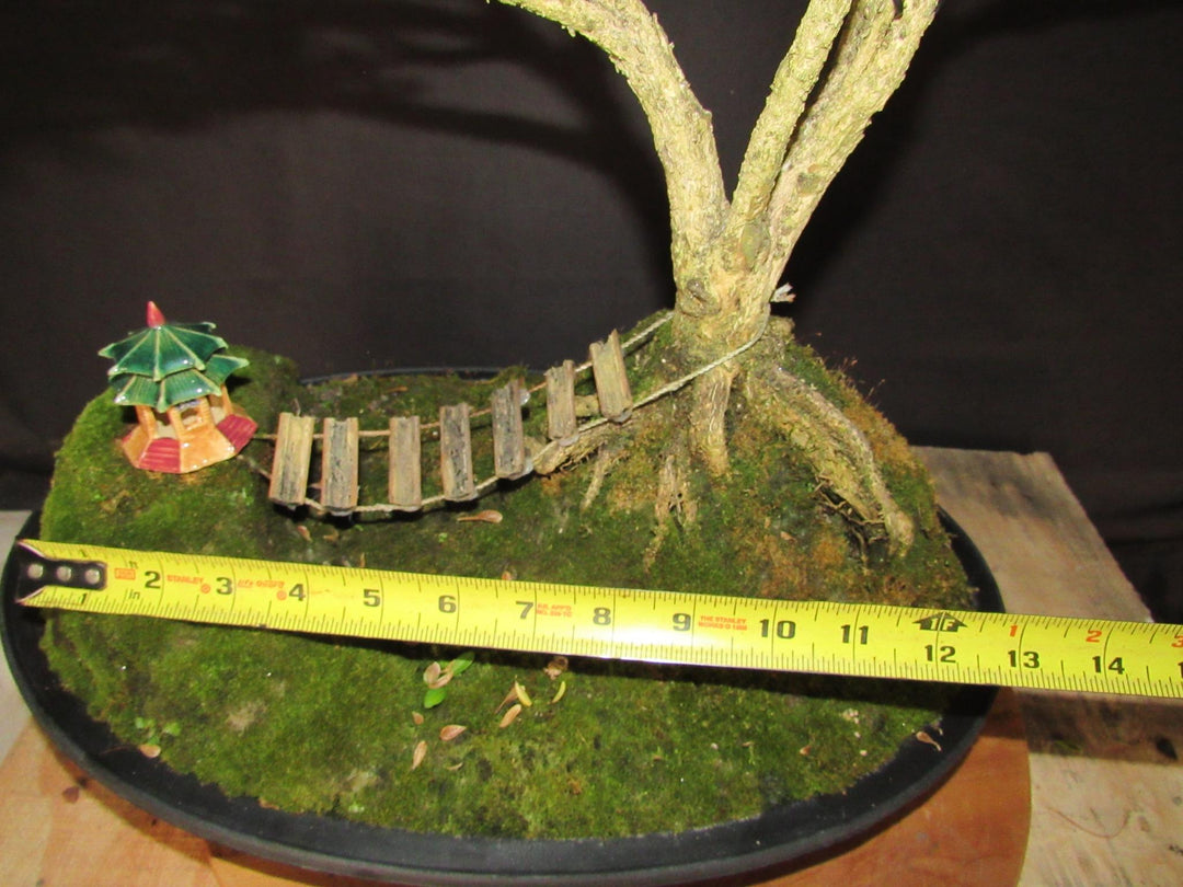 48 Year Old Dwarf English Boxwood Bridge Scene Specimen Bonsai Tree - Width