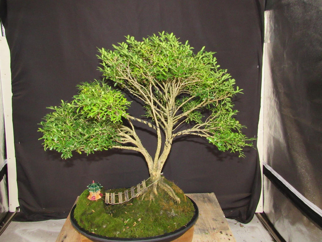 48 Year Old Dwarf English Boxwood Bridge Scene Specimen Bonsai Tree