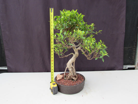 the ratio of the height of a bonsai ficus tree 51 Year Ficus Retusa Specimen Curved Trunk Bonsai Tree
