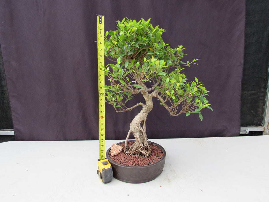 51 Year Ficus Retusa Specimen Curved Trunk Bonsai Tree Height